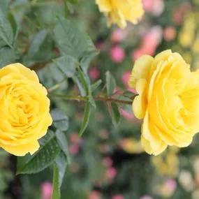 Summer Gold Rose (Rosa Summer Gold) 2
